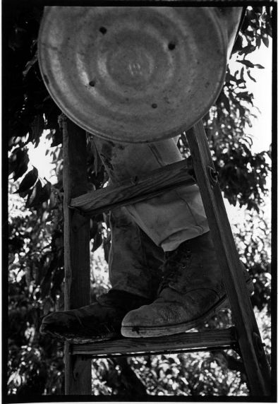 (3714) Field worker, ladder (3714) Field worker, ladder